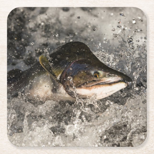 Jumping Salmon Square Paper Coaster (Front)
