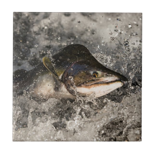 Jumping Salmon Tile (Front)