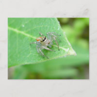 Jumping Spider (Mavea inclemens) Postcard