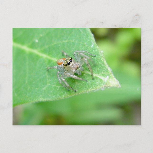 Jumping Spider (Mavea inclemens) Postcard (Front)