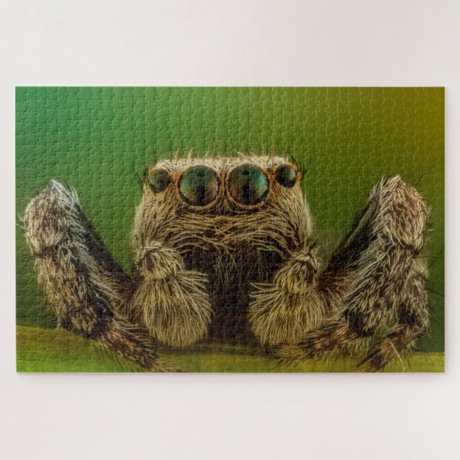 Jumping spider photo jigsaw puzzle (Horizontal)