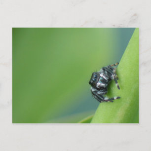 Jumping Spider Postcard