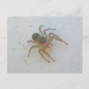 Jumping Spider Postcard