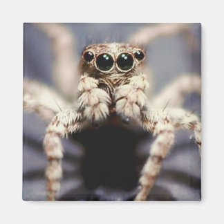 jumping spider square magnet
