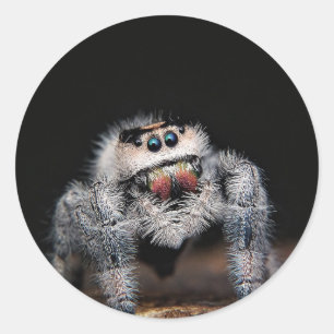 Jumping spider sticker