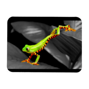 Jumping Tree Frog Magnet