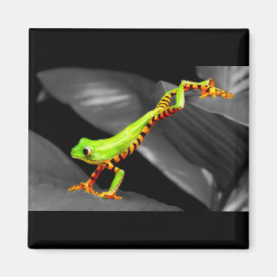 Jumping Tree Frog Magnet