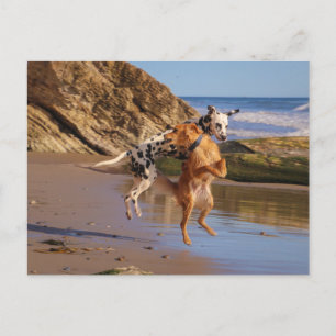 Jumping with joy! postcard