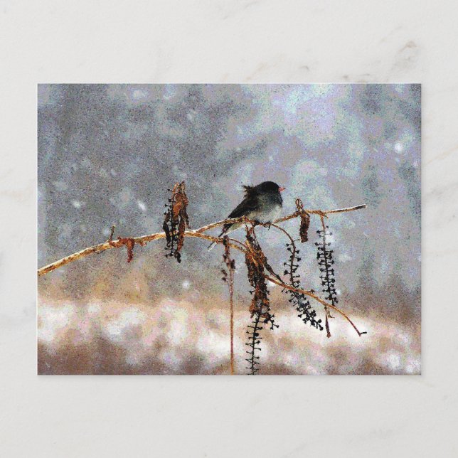 Junco in the Snow Postcard (Front)