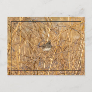 Junco On Icy Grass Postcard