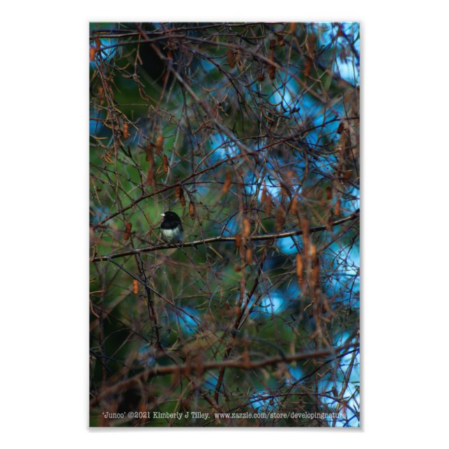 Junco Photo Print (Front)