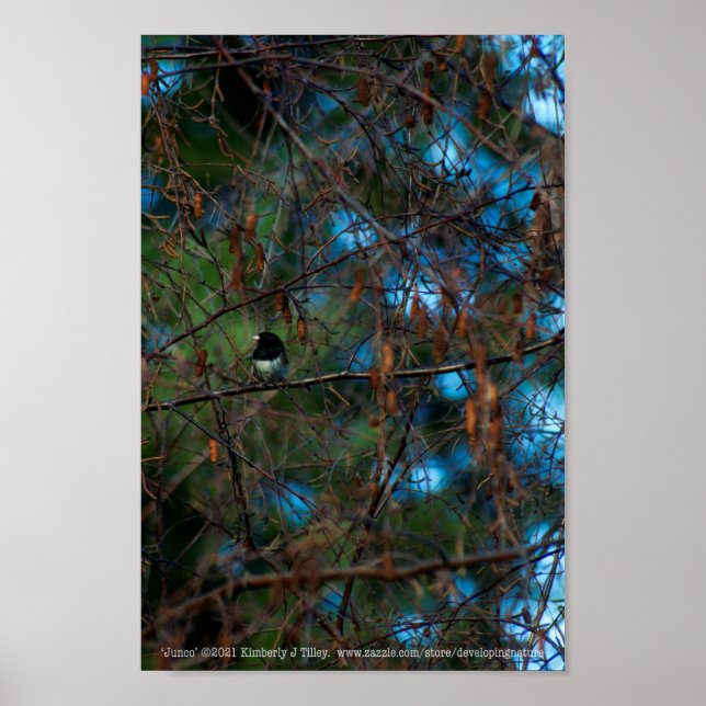 Junco Poster (Front)