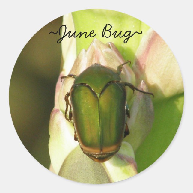 June Bug Stickers (Front)