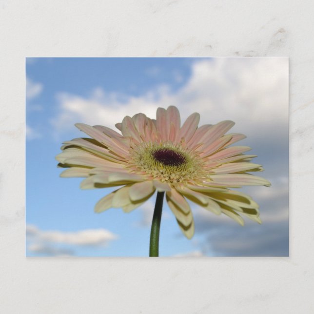 June Gerbera Flower in the Sky Postcard (Front)