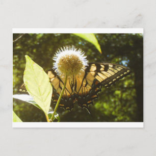 June Monarch Post Card