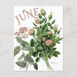 June Month Flowers Honeysuckle Rose Fancy Postcard