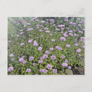 JUNE POSTCARD