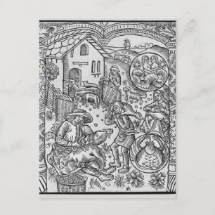 June, sheep shearing, Gemini Postcard