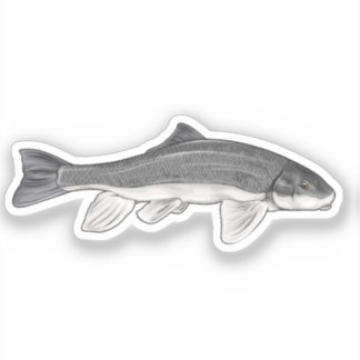 June Sucker Fish Vector Illustration