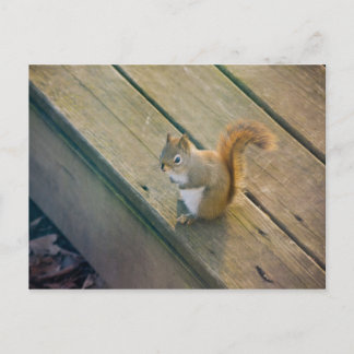 Junges rotes Eichhörnchen / young red squirrel Postcard