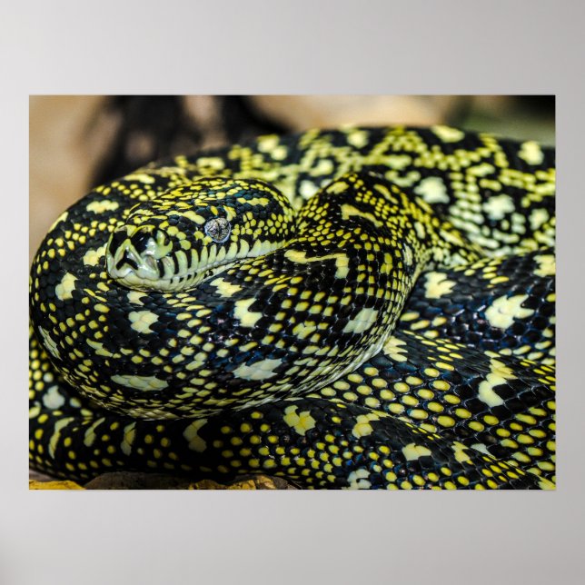 Jungle Carpet Python Snake Poster (Front)