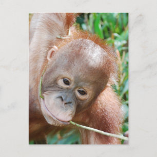 Jungle Dental Floss Orangutan on island of Borneo Postcard