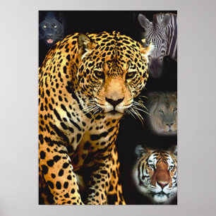 jungle_fever poster