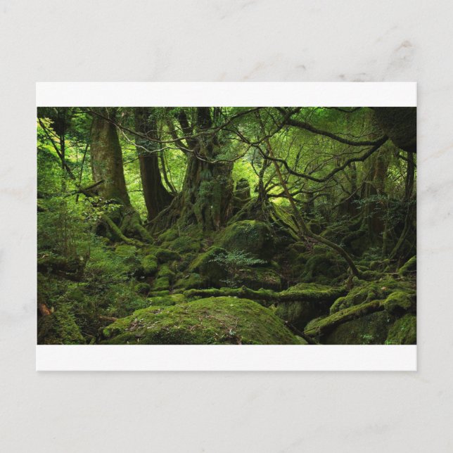 Jungle Forest of Moss Postcard (Front)