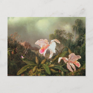 Jungle orchids and hummingbirds, 1872 postcard