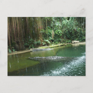 Jungle Postcard