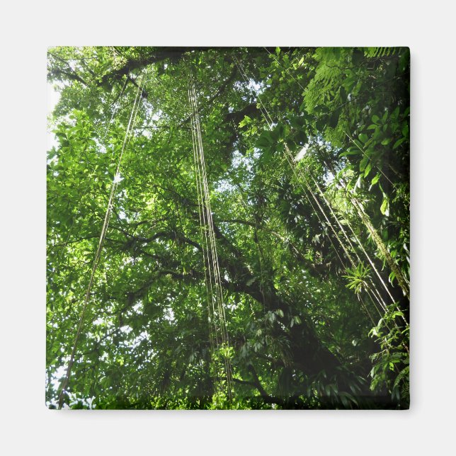Jungle Ropes Rainforest Photography Magnet (Front)