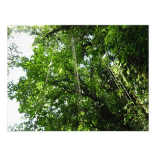 Jungle Ropes Rainforest Photography Photo Print