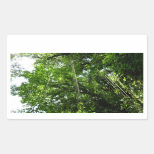 Jungle Ropes Rainforest Photography Rectangular Sticker
