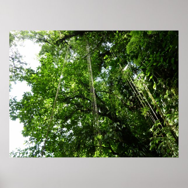 Jungle Ropes Tropical Rainforest Photography Poster (Front)
