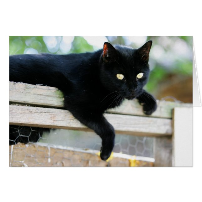 Junior (Front Horizontal)