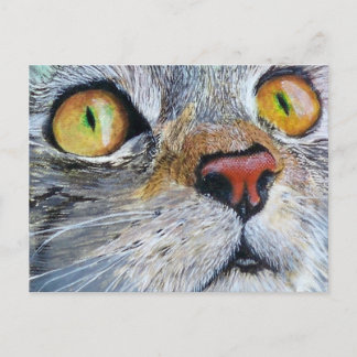Junior the Cat Postcard