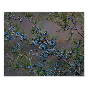 Juniper berries photo print