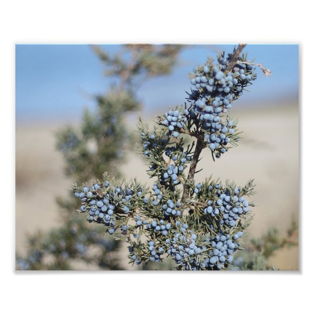 Juniper berry photography photo print (Front)