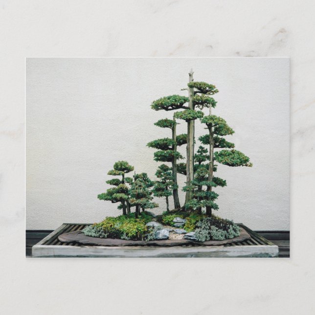 Juniper Bonsai Forest Postcard (Front)