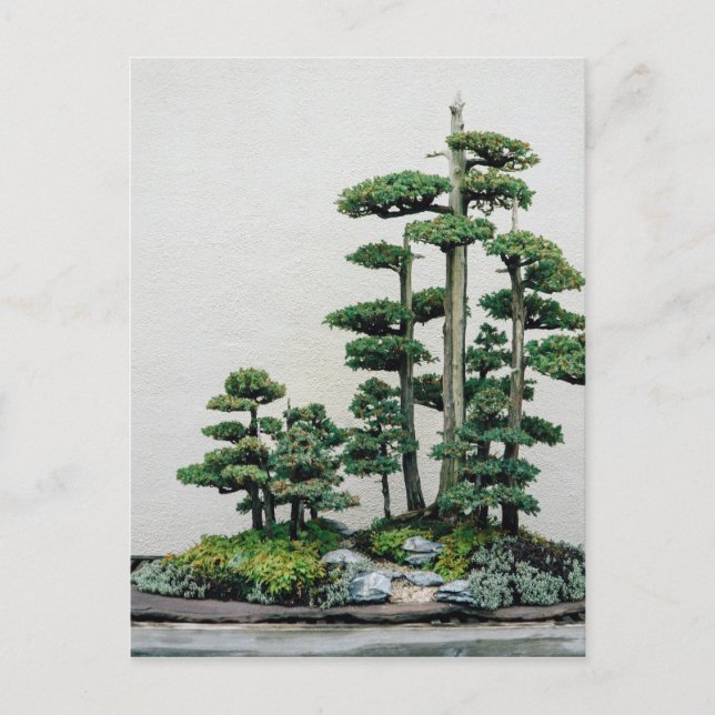 Juniper Bonsai Forest Postcard (Front)