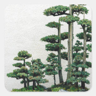 Juniper Bonsai Forest Square Sticker