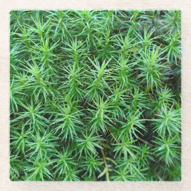 Juniper Hair Cap Moss  Glass Coaster (Front)