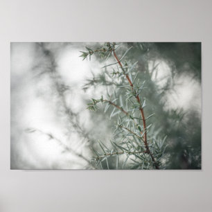 Juniper Nature Photograph Poster