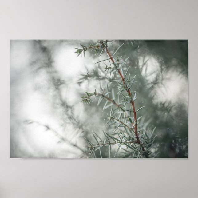 Juniper Nature Photograph Poster (Front)