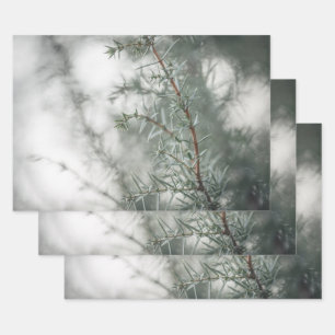 Juniper Nature Photograph Wrapping Paper Sheet
