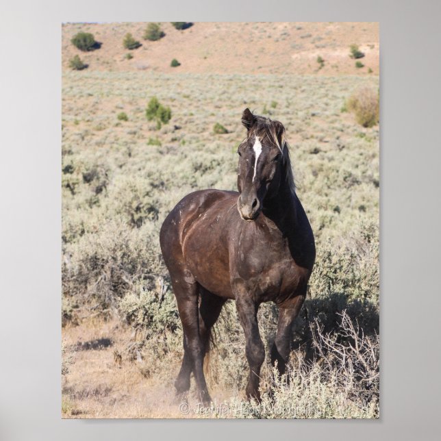 Juniper Poster (Front)