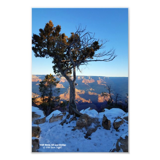 Juniper Tree In Snow At Sunrise In Grand Canyon Photo Print (Front)