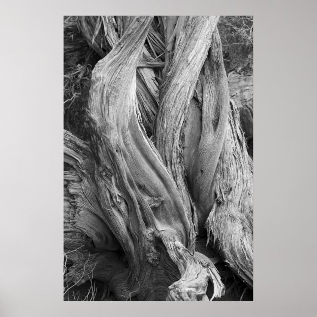 Juniper Trunk Poster (Front)