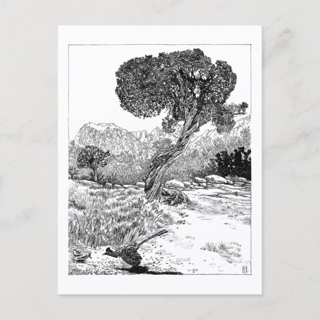 Juniper Valley Wilderness - Postcard (Front)