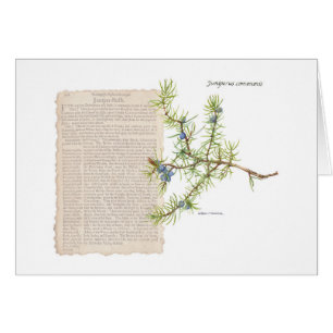 Juniper with historical description of its uses